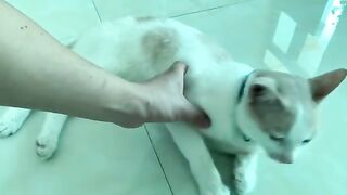 Don’t stop it, human | Kiki cat