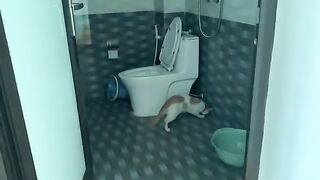 Kiki the naughty cat in the bathroom