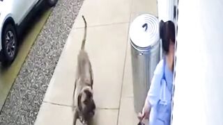 Lady Doctor Chased by Mastiff #CCTVFootage #CloseCall #DogAttack