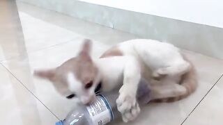 cat vs water bottle | Kiki cat playing with water bottle