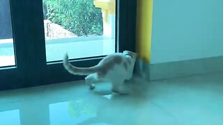The cat works hard to catch insects every day