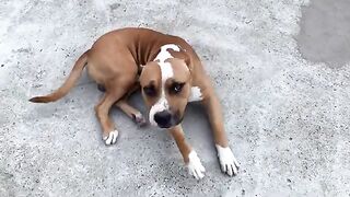 The dog tries to be cute in front of me