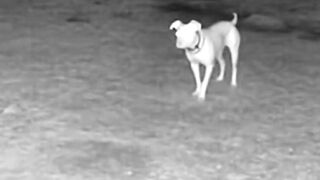Pitbull Vs Humanoid Crawler #CCTV Footage #ScaryShorts #NightVision #CaughtOnCamera