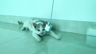 Kiki cat playing with phone charger