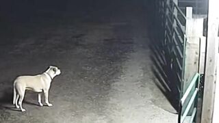 Farm CCTV Caught This Dog’s Reaction #CCTV #DogReaction #RealFootage #SecurityCamera