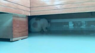 Kiki cat hiding under the bed