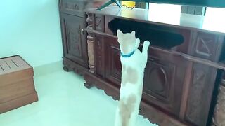 Kiki cat likes the flowerpot in the house the most
