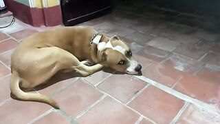 The most obedient dog in the world