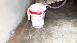 Bring Kiki cat home