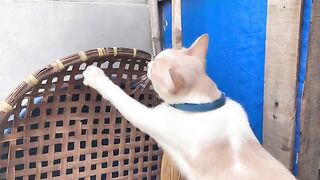 Let's explore the outside world with Kiki cat