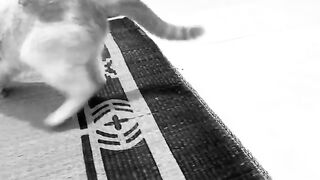 The cat refused to cooperate when I cut its toenails