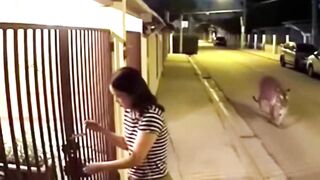 Tiger Caught on Security Cam #CCTV #RealFootage #SecurityCamera