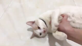 Do you think Kiki cat likes this
