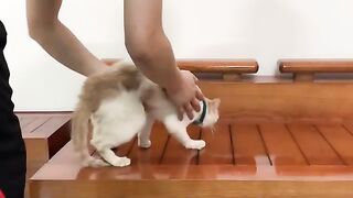 Grooming the mischievous cat