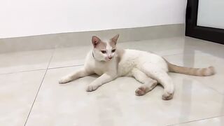 The cat looks at the working air conditioner