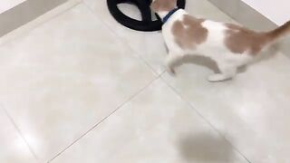 Kiki cat spills electric fan