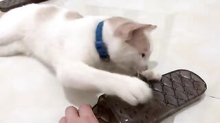 Kiki cat playing with slippers