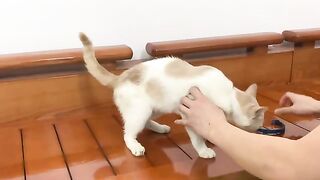 Wear a collar for Kiki cat
