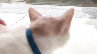 The cat saw the rain for the first time and was very scared.