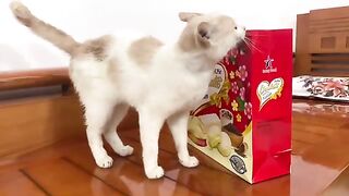 Kiki the cat tries to get into the bag but can't