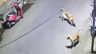 Tiger Attacking Dog #CCTV #RealFootage #SecurityCamera