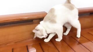 I helped Kiki cat get rid of the discomfort