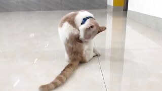 I'm watching a cat renew its coat