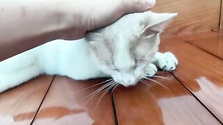 The cat closed its eyes in delight when I did this