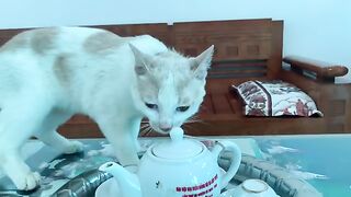 In the early morning, the cat is curious with the teapot