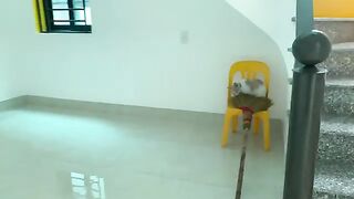 Kiki the cat is doing something with the broom