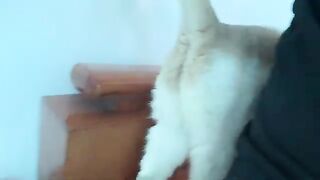 Kiki cat flatters me
