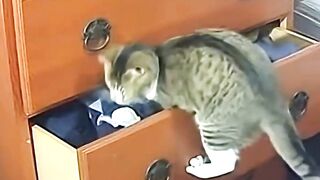 How Cat Opens A Drawer? #funny #wildliferescue #cat #animals