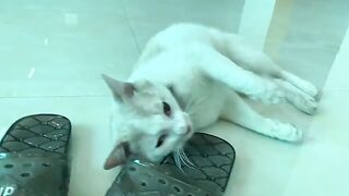 Kiki cat and slippers