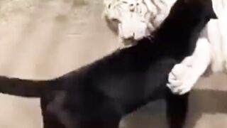 White Tiger Vs Black Leopard #CCTV #RealFootage #SecurityCamera