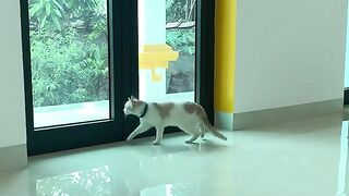 The cat is curious because of the outside