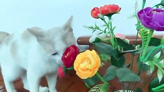 The cat and the flowerpot