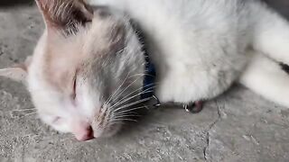 Disturbing a sleeping cat