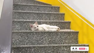 The cat is curled up on the stairs