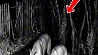 Something Forced Them to Retreat #cctv #cctvfootage #mountainlion #nightvision #territorialconflict