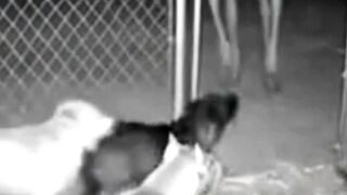 Dogs Went Crazy After This Appeared #FarmCCTV #Scary #Pitbull #NightVision