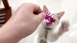 Cat Kiki right after coming to my house is cute | Cute animals