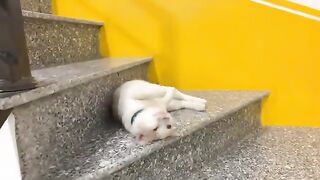 Kiki the cat loves to play with stairs