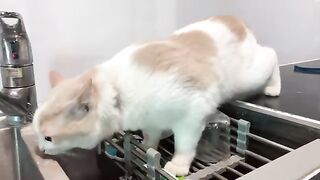 Curious Kiki the cat with a basin of water