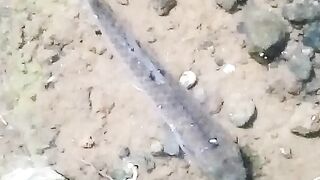 Baru tahu ternyata ikan ini suka dekat akar ya?