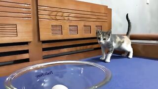 Kitten Kimi eats a boiled egg for the first time | Cute animals