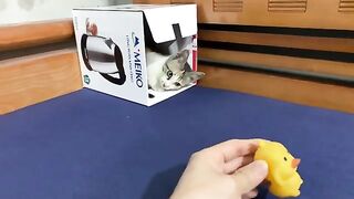 The reaction of the kittens when the garger duck rang | Cute animals