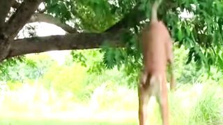 Panic In Seconds- Tiger Jump Caught on CCTV