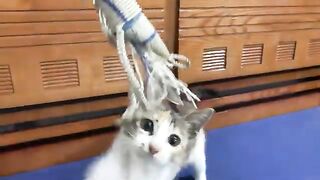 Here is a cute encounter between the kitten Kimi and the shrimp | Cuteanimals