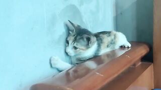 Kitten plays with a cotton swab - kimi and cotton swab