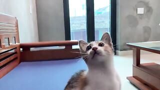 I can't take a bath because the cat Kimi won't let go of the toys